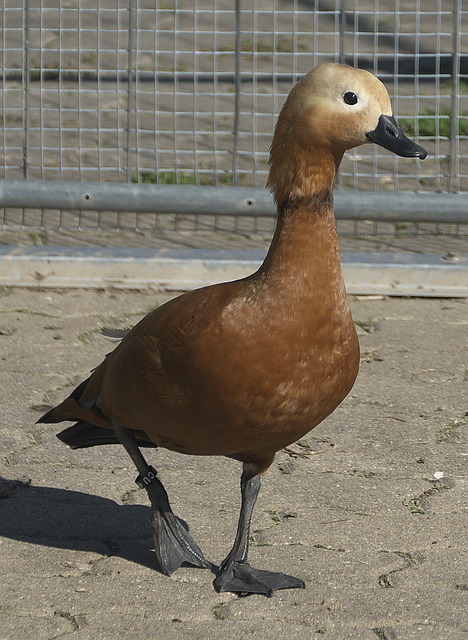 行业新标杆